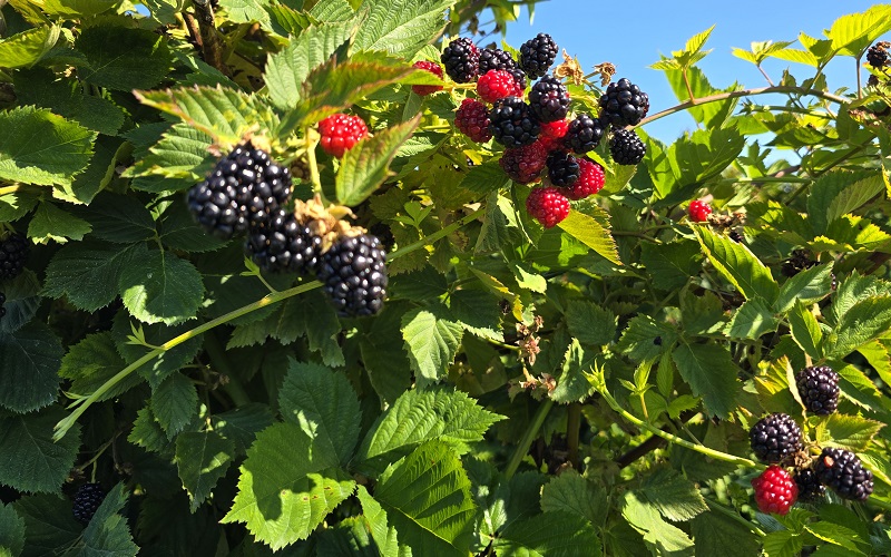 blackberries